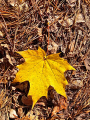 Autumn maple leaves on the ground in the forest, top view