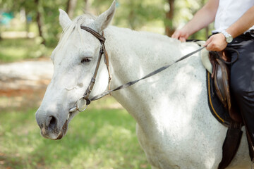 Obraz premium White Andalusian stallion horse on a natural green background. Close-up portrait of a horse in ammunition: bridle, saddle, saddle pad. Equestrian sport concept. A man in a suit rides a white horse.