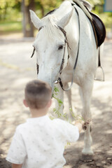 White Andalusian stallion horse on a natural green background. Close-up portrait of a horse in ammunition: bridle, saddle, saddle pad. Equestrian sport concept. The child looks at the horse.