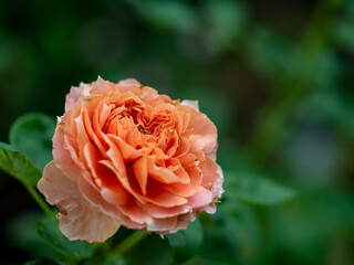 Shape and colors of imperfect roses that bloom in Tropical climates