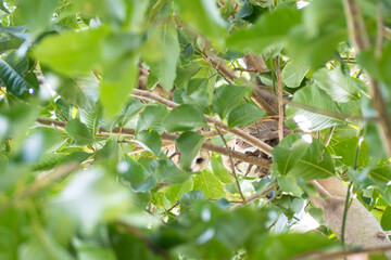 The Barn owl is looking down from a tree