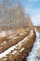 A forest of young and thin aspens without leaves next to a dirt road. The first autumn snow is melting on the brown ground. Cold, sunny, autumn day.