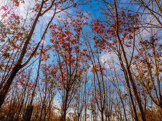 Red leaves of Para rubber trees Plantation forest in the deciduous season