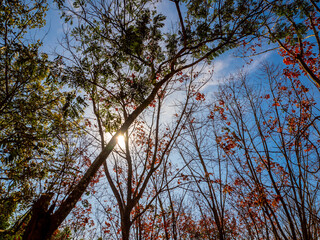Red leaves of Para rubber trees Plantation forest in the deciduous season
