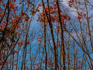 Red leaves of Para rubber trees Plantation forest in the deciduous season