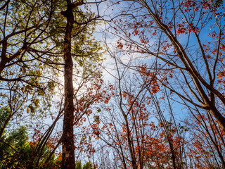 Red leaves of Para rubber trees Plantation forest in the deciduous season