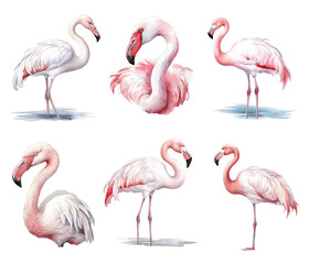 Obraz premium Watercolor pink flamingo birds tropical Animals illustration set on white background