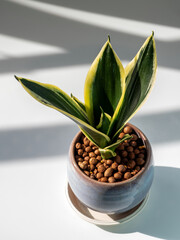 The Thick plump leaves of Sansevieria in the small ceramic pot