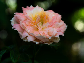 The wounded petals of the withering rose