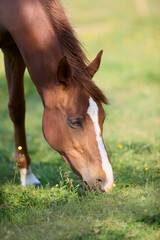 Close up of the head of a horse grazing grass on the meadow