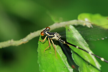 A male Red-legged Flatwing damselfly (Rhipidolestes aculeatus aculeatus) is perched on a green leaf, showcasing its striking red legs and black and yellow body. New Taipei City, Taiwan.