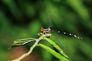 A male Red-legged Flatwing damselfly (Rhipidolestes aculeatus aculeatus) is perched on a green leaf, showcasing its striking red legs and black and yellow body. New Taipei City, Taiwan.