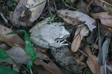 A small, gray tree frog perfectly camouflaged against a bed of fallen leaves. Its large, round eyes...