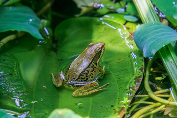 A vibrant olive frog (Nidirana adenpleura) basks in the sun on a green leaf. The frog's brown markings provide excellent camouflage among the dense foliage of the pond. New Taipei City, Taiwan.