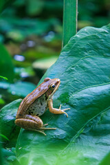 A vibrant olive frog (Nidirana adenpleura) rests on a green leaf. The frog's brown markings provide excellent camouflage among the dense foliage of the pond. New Taipei City, Taiwan.