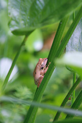 Obraz premium A Brauer's tree frog (Polypedates braueri) is perfectly camouflaged on a green leaf, its brown and green skin blending seamlessly with the foliage. New Taipei City, Taiwan.