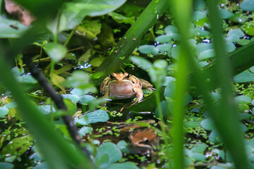 An olive frog (Nidirana adenopleura) with its vocal sac inflated, ready to call. The frog is partially submerged in a pond, surrounded by lush green vegetation. New Taipei City, Taiwan.