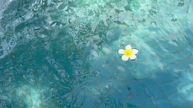 White frangipani flowers floating on the pool, blue background.