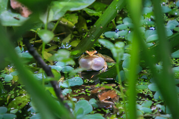 An olive frog (Nidirana adenopleura) with its vocal sac inflated, ready to call. The frog is partially submerged in a pond, surrounded by lush green vegetation. New Taipei City, Taiwan.