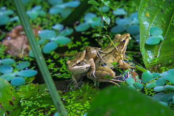 A pair of olive frogs (Nidirana adenpleura) perch on a rock in a pond, showing their close relationship. Their smooth skin and large, round eyes are clearly visible. Taipei, Taiwan.