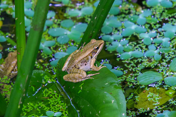 A vibrant olive frog (Nidirana adenpleura) rests on a green leaf. The frog's brown markings provide excellent camouflage among the dense foliage of the pond. New Taipei City, Taiwan.