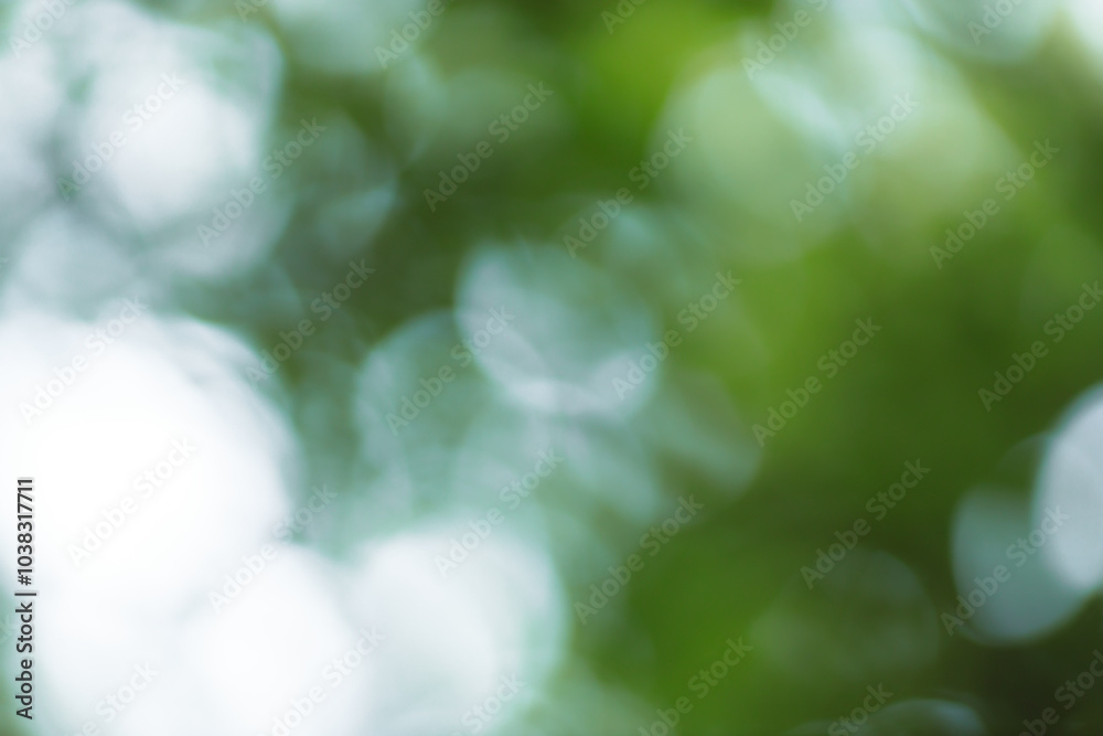 Poster Forest background out of focus. Soft image with sunny weather. Round bokeh. Green background for design.