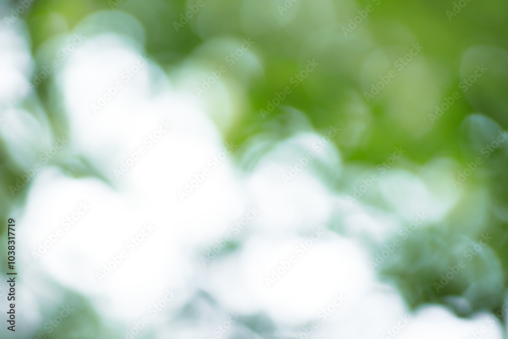 Poster Forest background out of focus. Soft image with sunny weather. Round bokeh. Green background for design.
