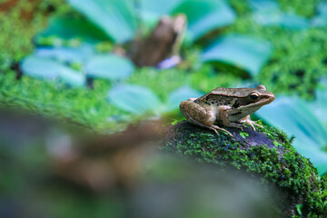 Three olive frogs (Nidirana adenopleura) are perched on rocks in a pond, surrounded by lush green vegetation. New Taipei City, Taiwan.