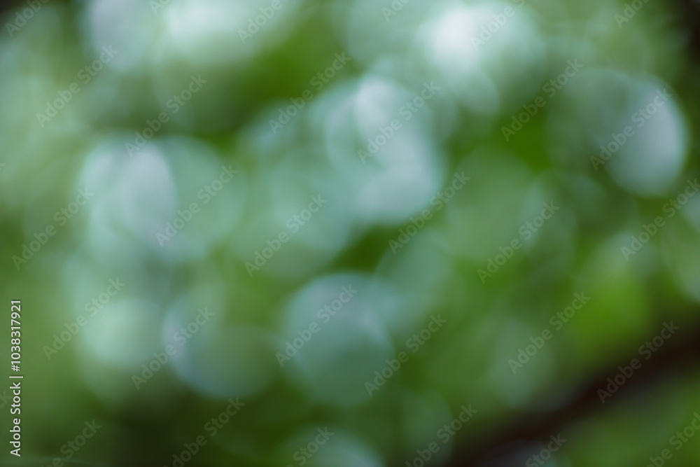 Poster Forest background out of focus. Soft image with sunny weather. Round bokeh. Green background for design.