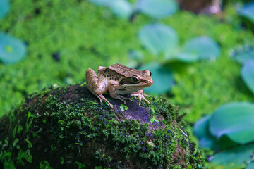 A olive frog (Nidirana adenopleura) is perched on a moss-covered rock near a pond. The frog's brown markings provide excellent camouflage against the natural surroundings. New Taipei City, Taiwan.