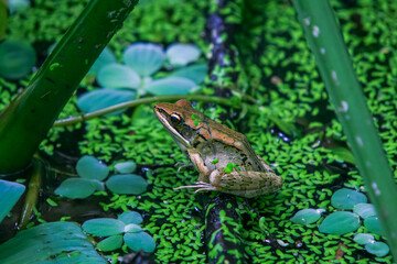 A vibrant olive frog (Nidirana adenpleura) rests on a green leaf. The frog's brown markings provide excellent camouflage among the dense foliage of the pond. New Taipei City, Taiwan.