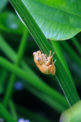 The spotted-legged tree frog, or Brauer's tree frog, is perfectly camouflaged on the green stems of the pond. The frog's smooth skin and large eyes are clearly visible. New Taipei City, Taiwan.