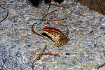 A close-up of a Latouchte's frog sitting on a rocky surface at night. The frog is brown with a reddish-brown back. New Taipei City, Taiwan.
