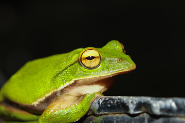 A close-up of an emerald tree frog (Zhangixalus aurantiventris) showcasing its vibrant green skin and striking golden eyes. New Taipei City, Taiwan.