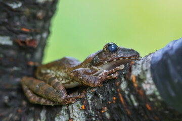 A close-up of a brown tree frog (Buergeria robusta) perched on a tree branch. The frog's distinctive brown coloration and large, round eyes are clearly visible. New Taipei City, Taiwan.