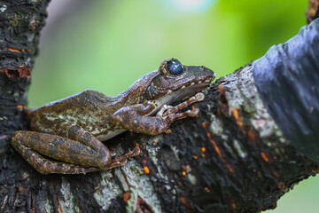 A close-up of a brown tree frog (Buergeria robusta) perched on a tree branch. The frog's distinctive brown coloration and large, round eyes are clearly visible. New Taipei City, Taiwan.