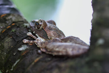 A close-up of a brown tree frog (Buergeria robusta) perched on a tree branch. The frog's distinctive brown coloration and large, round eyes are clearly visible. New Taipei City, Taiwan.