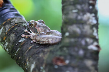 A close-up of a brown tree frog (Buergeria robusta) perched on a tree branch. The frog's distinctive brown coloration and large, round eyes are clearly visible. New Taipei City, Taiwan.