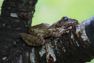 A close-up of a brown tree frog (Buergeria robusta) perched on a tree branch. The frog's distinctive brown coloration and large, round eyes are clearly visible. New Taipei City, Taiwan.