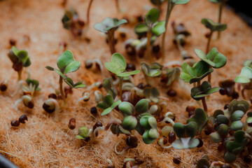 Sprouting microgreens at home on the windowsill. Miniature radish for salads and decoration of dishes. Genetic modification of plants.
