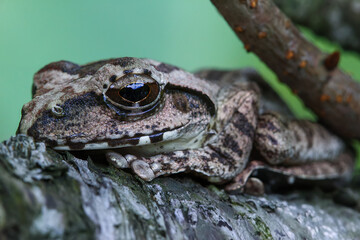 A close-up of a brown tree frog (Buergeria robusta) perched on a tree branch. The frog's distinctive brown coloration and large, round eyes are clearly visible. New Taipei City, Taiwan.