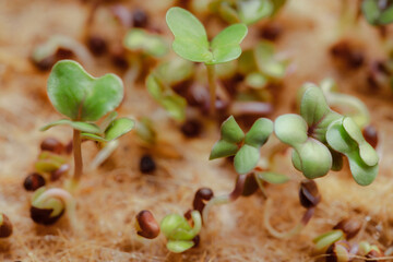 Sprouting microgreens at home on the windowsill. Miniature radish for salads and decoration of dishes. Genetic modification of plants.