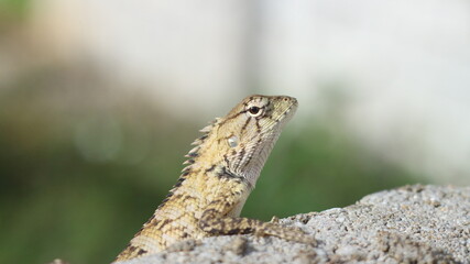 A lizard is looking for food on a rock