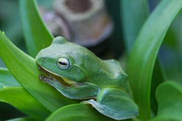 A vibrant green Taipei tree frog perched on a leaf in a lush, green environment. The frog's large, round eyes and smooth skin are clearly visible. New Taipei City, Taiwan.
