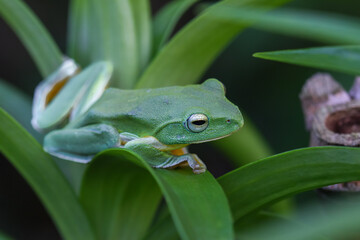 A vibrant green Taipei tree frog perched on a leaf in a lush, green environment. The frog's large, round eyes and smooth skin are clearly visible. New Taipei City, Taiwan.
