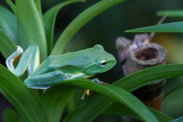 A vibrant green Taipei tree frog perched on a leaf in a lush, green environment. The frog's large, round eyes and smooth skin are clearly visible. New Taipei City, Taiwan.
