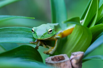 A vibrant green Taipei tree frog perched on a leaf in a lush, green environment. The frog's large, round eyes and smooth skin are clearly visible. New Taipei City, Taiwan.