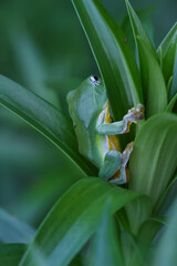 A vibrant green Taipei tree frog perched on a leaf in a lush, green environment. The frog's large, round eyes and smooth skin are clearly visible. New Taipei City, Taiwan.