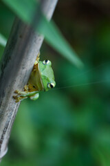 A vibrant green Taipei tree frog perched on a leaf in a lush, green environment. The frog's large, round eyes and smooth skin are clearly visible. New Taipei City, Taiwan.