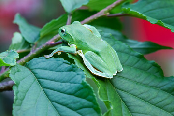 A vibrant green Taipei tree frog perched on a leaf in a lush, green environment. The frog's large, round eyes and smooth skin are clearly visible. New Taipei City, Taiwan.